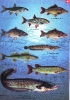 Наиболее распространенные виды рыб, обитающих в бассейне реки Днепр