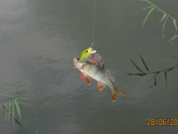 Owner C'ultiva » Bug Eye Bait