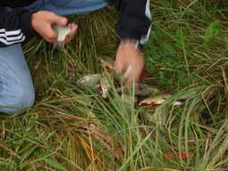 Aвгуст 2006, зачетная красноперка в Старооскольком водохранилище