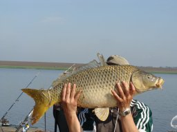 Желтое, июнь 2009